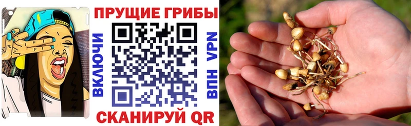 Галлюциногенные грибы Psilocybe  Кедровый 